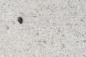 Dead Bumble bee