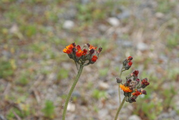 blossom-flower-plant-leaf-bud