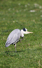 Grey Heron (Ardea cinerea), Graureiher on a meadow