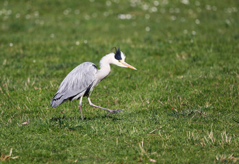 Naklejka premium Grey Heron (Ardea cinerea), Graureiher on a meadow