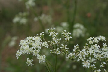 blossom-flower-plant-leaf-bud