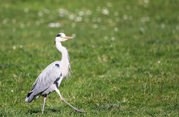 Grey Heron (Ardea cinerea), Graureiher on a meadow