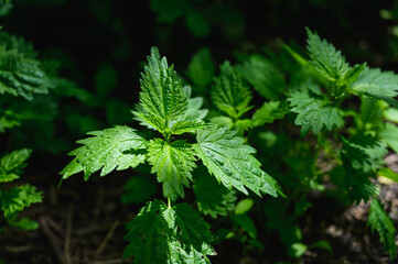Green nettle leaf. Plants in the village.