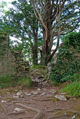 Wall remains with an old tree in the background in Killarney National Park, Ireland