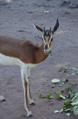 Dama gazelle (Nanger dama) in the Frankfurt zoo