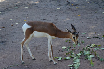 Dama gazelle (Nanger dama) in the Frankfurt zoo