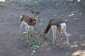 Dama gazelle (Nanger dama) in the Frankfurt zoo