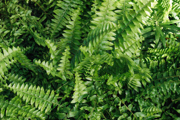 Fototapeta na wymiar Sword fern (Nephrolepis exaltata). Called Boston fern also