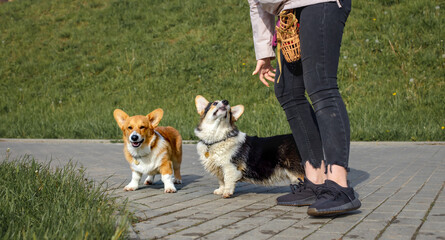 A pair of Welsh Corgi on a walk on the embankment of the Moscow River. Color: brown-white and black-white.