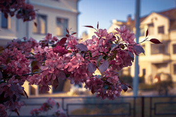 A branch of a blossoming apple tree with red flowers against the backdrop of an urban town house. Early morning. Spring.