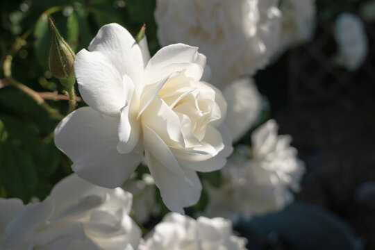 close up of a beautiful white wild rose