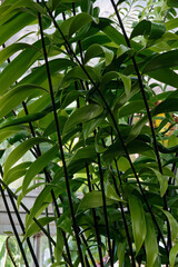 Fairchild's zamia (Zamia fairchildiana). Called Palma de Pegamento also