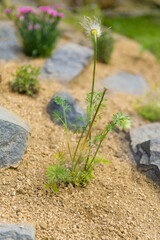 Pulsatilla vulgaris. Newly planted rockery garden. Rock garden background with pasque flower.