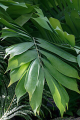 Palmita (Ceratozamia miqueliana)