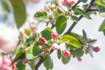 Beautiful, delicate Apple blossoms in spring. Background. Copy space.