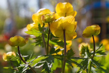 Yellow buttercups grow in a flower bed.