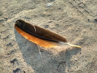 feather on the sand