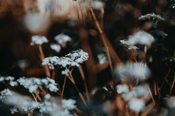 Forget-me-not flowers. Brown tinted glass. Dark background.