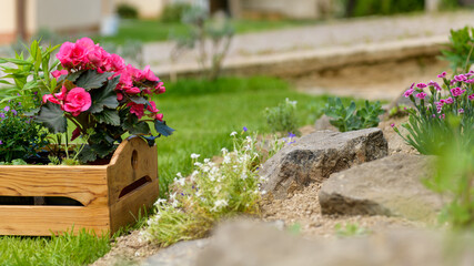 Wooden crate full of beautiful plants ready to be planted in a rock garden. DIY, gardening relax concept background.