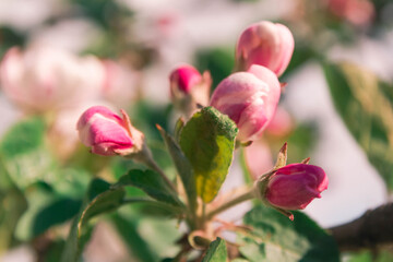 A beautiful Backdrop of airy pink and white petals, buds and flowers of Apple trees. Copy space.