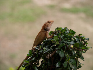 
The chameleon perched on the top of the tree