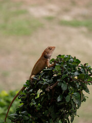 
The chameleon perched on the top of the tree
