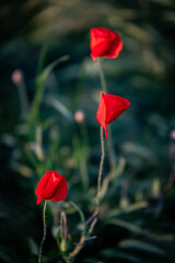 Obraz premium Mohnblume