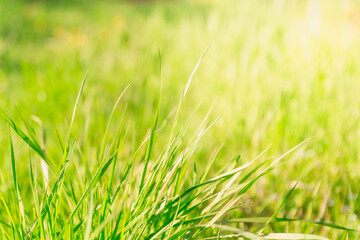 Beautiful young green fresh grass in the meadow. Sun glare and rays. background.