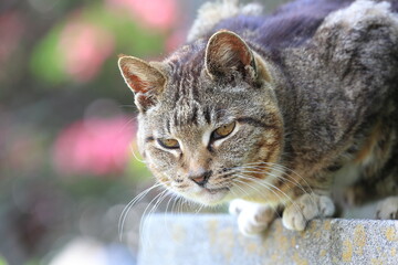 何かを見つめる猫