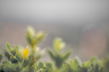 Close-up background view of leaves (green, colorful, black) according to the direction of light and...