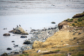 Coastline on the Natural Magdalena Island Reserve with the Magellanic penguins, Chile