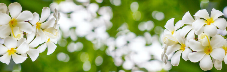 White Frangipani flowers on beautiful bokeh background in spring..