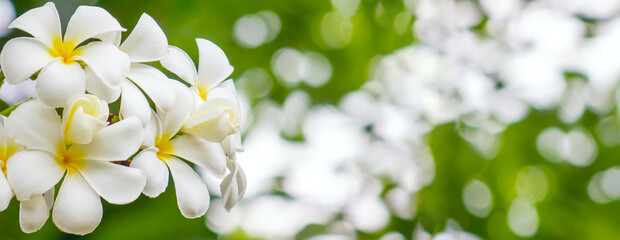Fototapeta na wymiar White Frangipani flowers on beautiful bokeh background in spring..