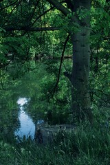 Obraz premium On the shore of the pond stands a tree by an old stump.