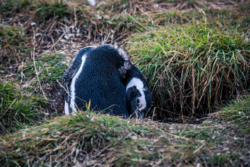 Naklejka na ściany i meble The Magellanic penguins in the Natural Sanctuary on the Magdalena Island, Chile