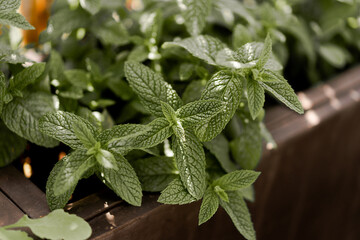 growing mint in allotment gardening backyard