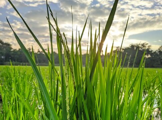 fresh rice plants with sunrise in the morning light