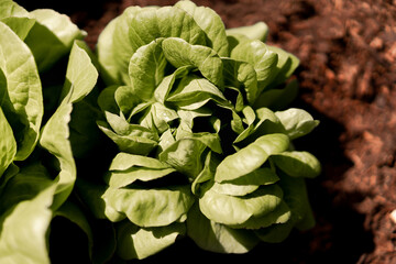 growing lettuce in allotment gardening backyard