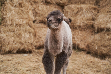 Bactrian camel family. Camel on camel farm with haystacks