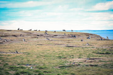 Coastline on the Natural Magdalena Island Reserve with the Magellanic penguins, Chile