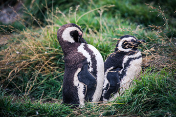 The Magellanic penguins in the Natural  Sanctuary on the Magdalena Island, Chile