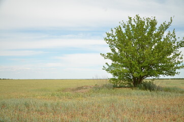 Lonely tree in the middle of the field