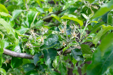 young apples on the branch