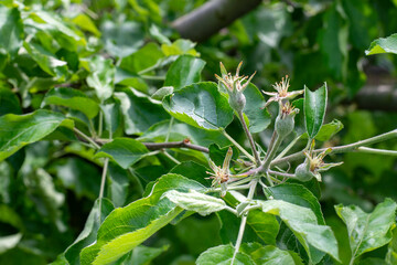 young apples on the branch
