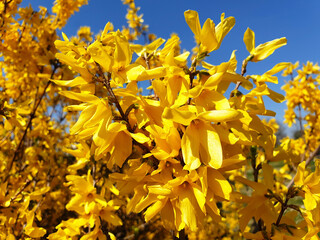 Yellow Forsythia flowers on a bush against the blue sky on a sunny day. Yellow and blue colors.