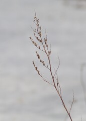 Obraz premium snow covered branches