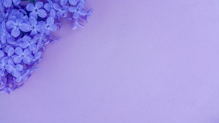 Lilac flowers on purple textured background. Spring flowers. Top view, flat lay. Spring concept with copy space.