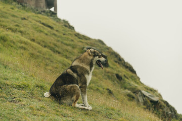Dog in mountain village sitting on the ground in foggy weather