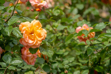 Orange roses shrub with greenery. Summer floral background with beautiful bokeh.