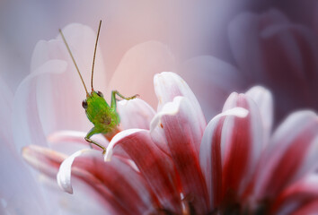 grasshopper on pink flower